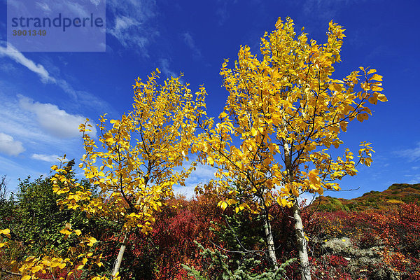 Herbstfarben der Espenlaubbäume  Denali Nationalpark  Alaska