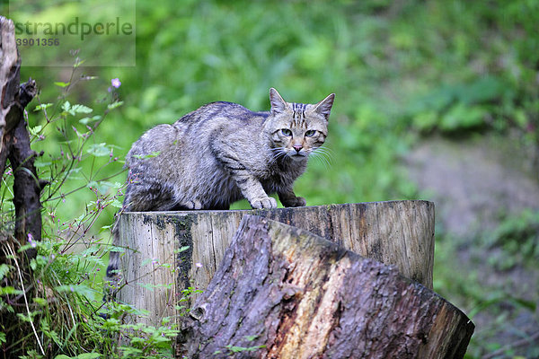 Europäische Wildkatze (Felis silvestris)  Schweiz  Europa