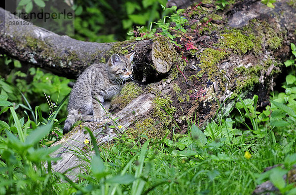 Junge europäische Wildkatze (Felis silvestris)  Schweiz  Europa