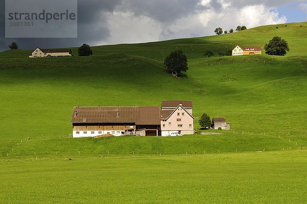 Bauernhäuser inmitten grüner Kuhweiden  Kanton Appenzell  Schweiz  Europa