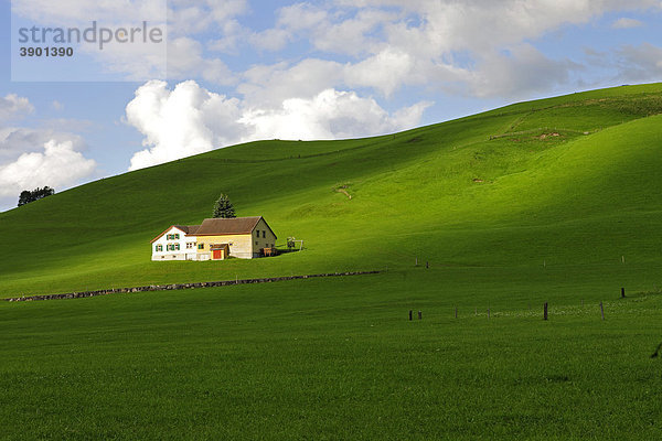 Bauernhaus inmitten grüner Kuhweiden  Kanton Appenzell  Schweiz  Europa