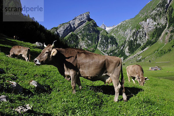 Kühe auf der Alp  Alpsteingebirge  Kanton Appenzell  Schweiz  Europa
