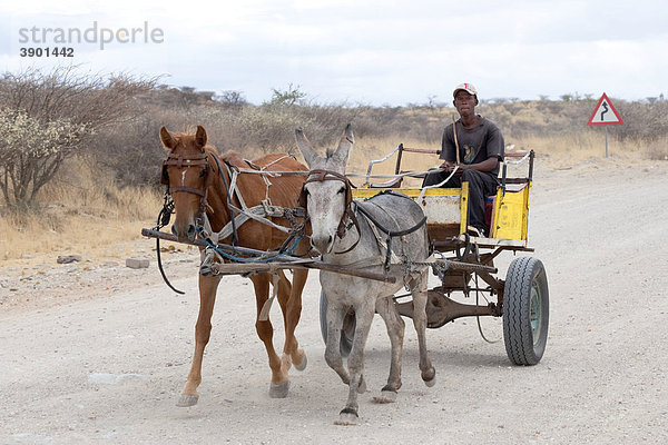 Mann mit selbst gebautem Pferdekarren  Rehoboth  Namibia  Afrika