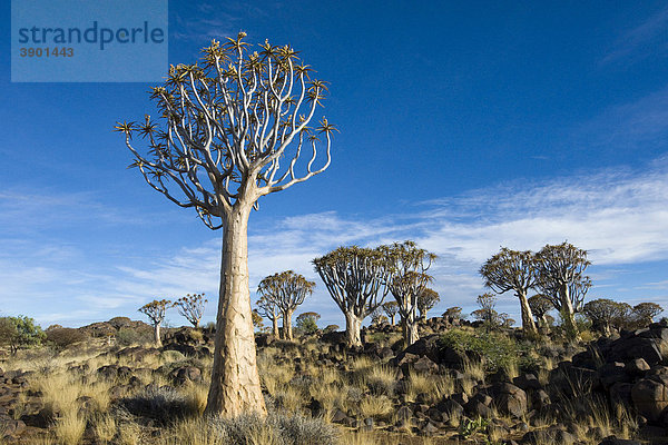 Köcherbaumwald (Aloe dichotoma) bei Keetmanshoop in Namibia  Afrika