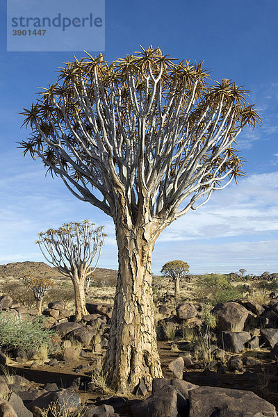 Köcherbaum (Aloe dichotoma) bei Keetmanshoop in Namibia  Afrika