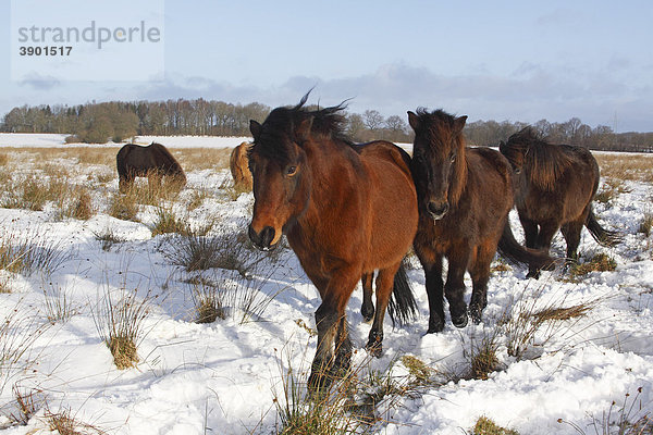 Pferde der Pferderasse Islandpony  Island-Pony  Islandpferd  Isländer (Equus przewalskii f. caballus) im Winter im Schnee
