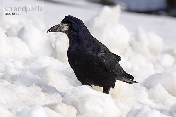 Saatkrähe (Corvus frugilegus) im Winter im Schnee