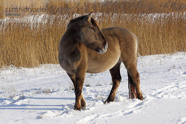 Konikpferd  Konik-Pferd  Konik (Equus przewalskii f. caballus) im Winter im Schnee
