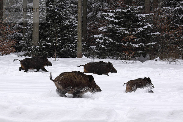 Flüchtende Wildschweine (Sus scrofa) rennen im Wald im Winter durch Schnee