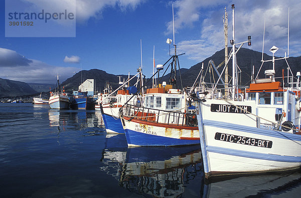 Fischkutter im Hafen von Hout Bay  Kapstadt  Westkap  Südafrika  Afrika