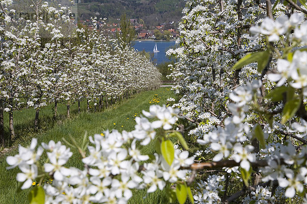 Kirschblüte am Untersee  Obstbau  Obstplantage  Obstbäume in der Blüte  bei Mammern  Bodensee  Schweiz  Europa