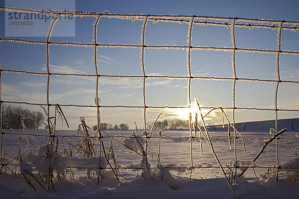 Frost an einem Zaun bei Sonnenaufgang  New Palestine  Indiana  USA