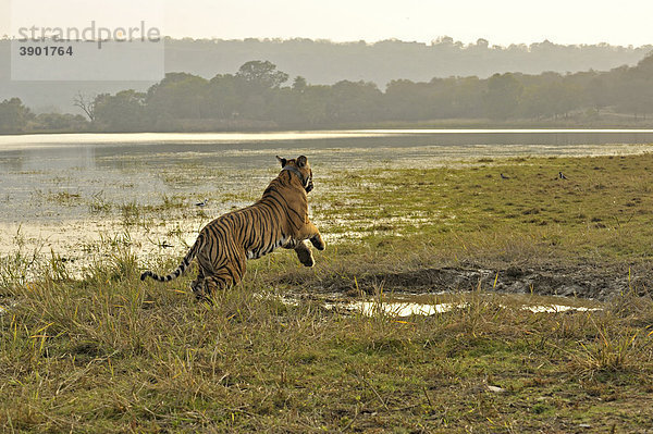 Tiger (Panthera tigris) springt bei Sonnenuntergang über ein Wasserloch im Ranthambore Nationalpark  Rajasthan  Indien  Asien