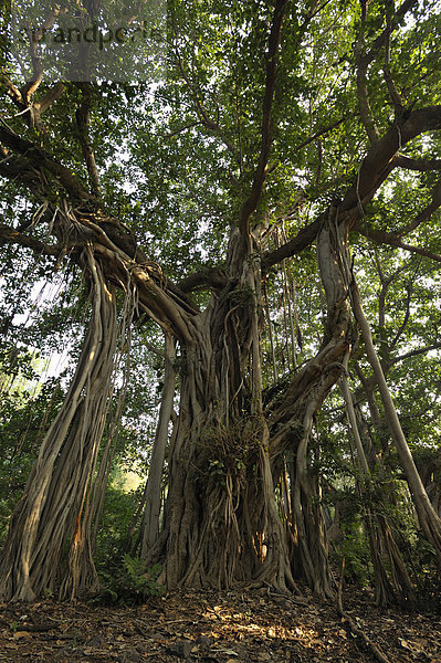 Bengalische Feige  Banyan-Feige oder Banyanbaum (Ficus benghalensis)  Ranthambore Nationalpark  Rajasthan  Indien  Asien