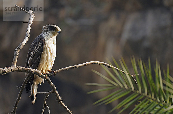 Schlangenweihe (Spilornis cheela)  Jungvogel sitzt auf einem Baum im Ranthambore Nationalpark  Rajasthan  Indien  Asien