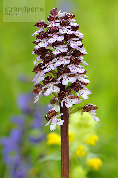 Purpur-Knabenkraut (Orchis purpurea)  Blütenstand