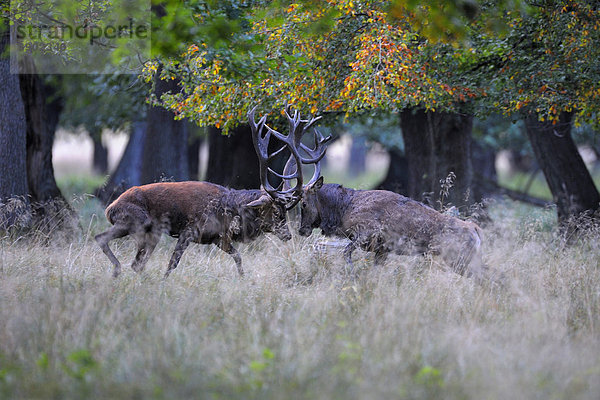 Rothirsch (Cervus elaphus)  Brunfthirsche kämpfend  Jägersborg  Dänemark  Skandinavien  Europa