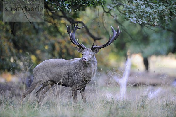 Rothirsch (Cervus elaphus)  Brunfthirsch  weißer Hirsch  Jägersborg  Dänemark  Skandinavien  Europa