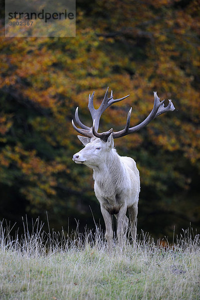 Rothirsch (Cervus elaphus)  weißer kapitaler Hirsch im Herbst  Jägersborg  Dänemark  Skandinavien  Europa