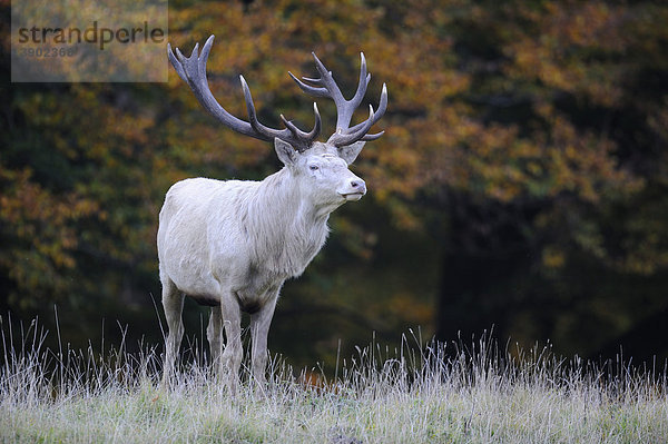 Rothirsch (Cervus elaphus)  weißer kapitaler Hirsch im Herbst  Jägersborg  Dänemark  Skandinavien  Europa