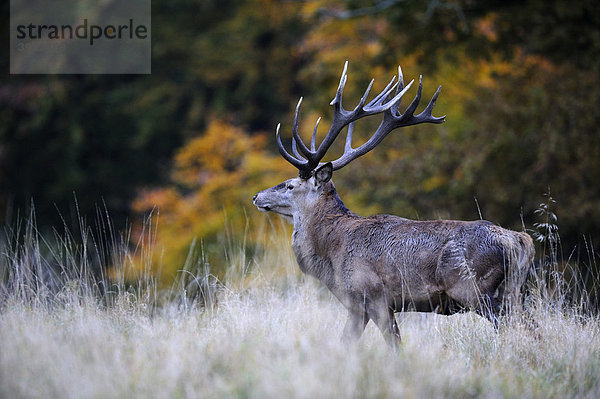 Rothirsch (Cervus elaphus)  Jägersborg  Dänemark  Skandinavien  Europa