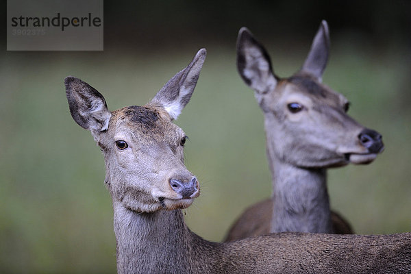 Rothirsch (Cervus elaphus)  Alttiere  Weibchen  Portrait  Jägersborg  Dänemark  Skandinavien  Europa