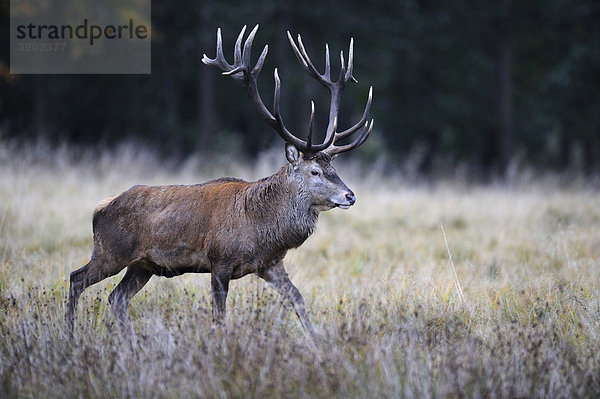 Rothirsch (Cervus elaphus)  kapitaler Hirsch  Jägersborg  Dänemark  Skandinavien  Europa