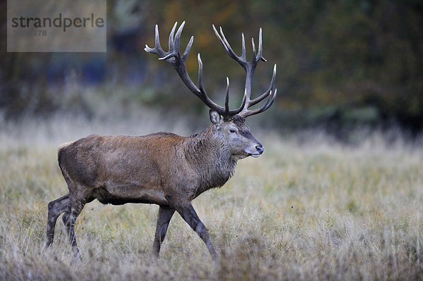 Rothirsch (Cervus elaphus)  kapitaler Hirsch  Jägersborg  Dänemark  Skandinavien  Europa