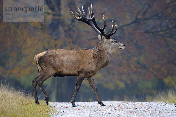 Rothirsch (Cervus elaphus)  kapitaler Hirsch bei Regen im Herbst überquert einen Waldweg  Jägersborg  Dänemark  Skandinavien  Europa