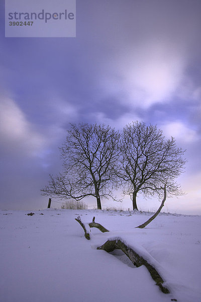 Winter  zwei Stieleichen (Quercus robur)  schneebedeckte Wiese  Himmel mit Wolken  Bergisches Land  Nordrhein-Westfalen  Deutschland  Europa