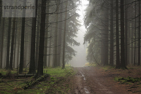 Nadelwald  Waldweg  Rottannen  Gemeine Fichte (Picea abies)  neblig  Bergisches Land  Nordrhein-Westfalen  Deutschland  Europa