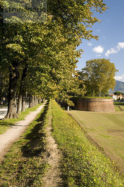 Weg auf der Stadtmauer  Lucca  Toskana  Italien  Europa