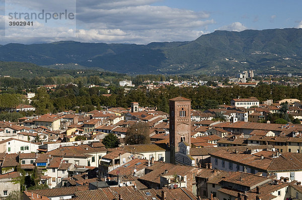 Ausblick vom Torre Guinigi auf die Stadt  Lucca  Toskana  Italien  Europa