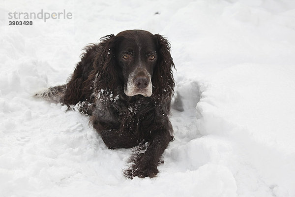 Deutscher Wachtelhund im Schnee