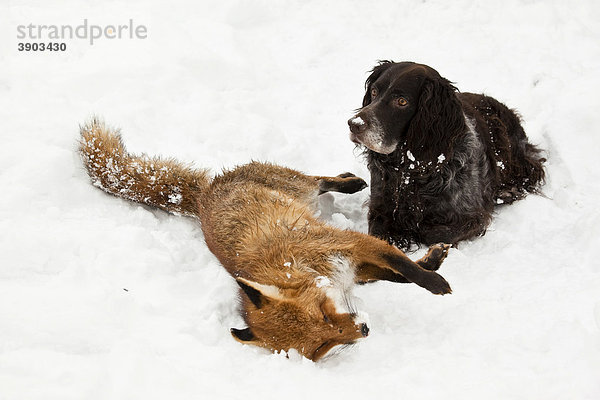 Deutscher Wachtelhund mit totem Fuchs  Fuchsjagd