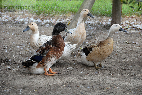 Hausente  Abacot Ranger  ausgewachsener Erpel und drei Enten  Hertfordshire  England  Vereinigtes Königreich  Europa