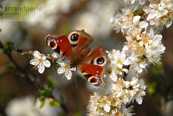 Tagpfauenauge (Inachis io)  ausgewachsen  aus dem Winterschlaf erwacht  frisst an Blüten der Schlehe (Prunus spinosa)  Hertfordshire  England  Vereinigtes Königreich  Europa  April