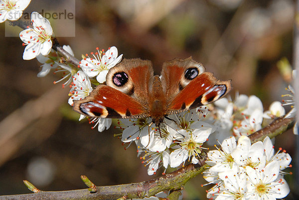 Tagpfauenauge (Inachis io)  ausgewachsen  aus dem Winterschlaf erwacht  frisst an Blüte einer Schlehe (Prunus spinosa)  Hertfordshire  England  Vereinigtes Königreich  Europa