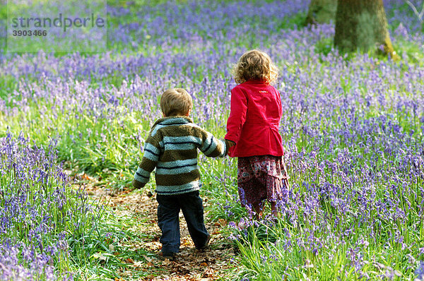 Atlantisches oder Englisches Hasenglöckchen (Endymion non-scriptus)  Wald  zwei kleine Kinder gehen Pfad entlang  Chilterns  Hertfordshire  England  Vereinigtes Königreich  Europa
