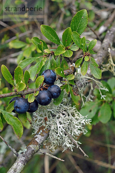 Schlehe (Prunus spinosa) Beere  auf mit Flechten überzogenem Zweig  England  Vereinigtes Königreich  Europa