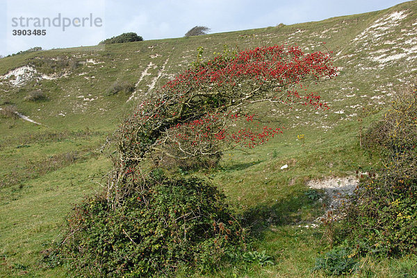 Eingriffeliger Weißdorn oder Hagedorn (Crataegus monogyna)  windgebeugter Baum auf Kreide-Hang  Five Barrow Down  Isle of Wight  England  Vereinigtes Königreich  Europa