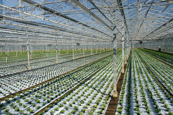 Kommerzieller Anbau von Kopfsalat unter Glas  Setzlinge  in der Nähe von Chichester  Sussex  England  Vereinigtes Königreich  Europa