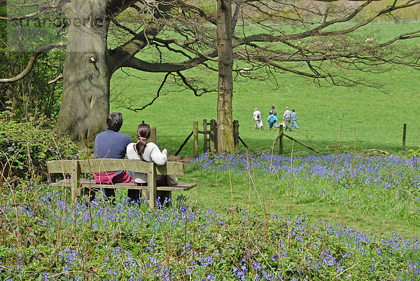 Paar sitzt auf Bank zwischen Glockenblumen  Familie in der Ferne  Frühling  Woodland Trust  Hucking Estate  North Downs  Kent  England  Vereinigtes Königreich  Europa