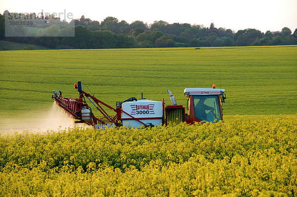 Raps (Brassica napus)  Anbau  Bateman 3000 Landmaschine versprüht Insektizid gegen Käfer  Chesham  Buckinghamshire  England  Vereinigtes Königreich  Europa
