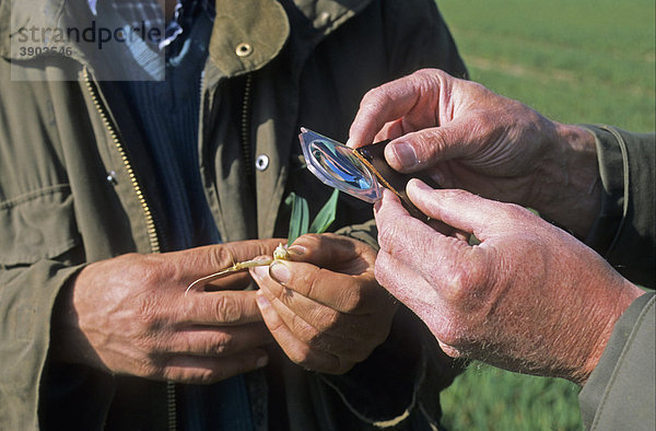 Bauer und Agrarwissenschaftler kontrollieren das Wachstum des Weizens im Frühling  Hertfordshire  England  Vereinigtes Königreich  Europa