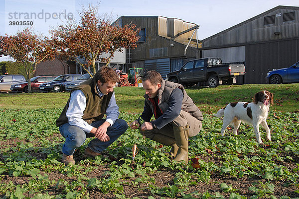 Bauer und Agrarwissenschaftler diskutieren  prüfen junge Rapspflanzen  Mentmore  Buckinghamshire  England  Vereinigtes Königreich  Europa