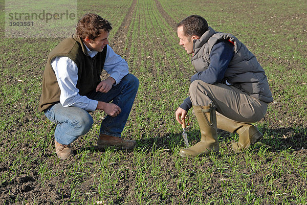 Bauer und Agrarwissenschaftler diskutieren  prüfen im Herbst gesäten Weizen  Mentmore  Buckinghamshire  England  Vereinigtes Königreich  Europa