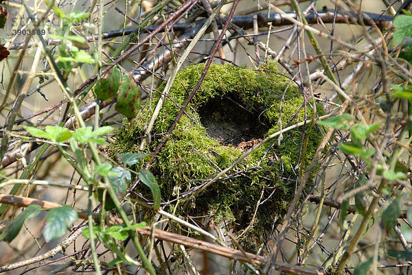 Amsel (Turdus merula)  altes Nest  mit Moos bewachsen  Hertfordshire  England  Vereinigtes Königreich  Europa