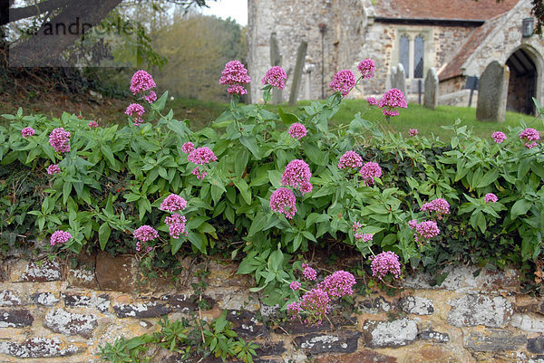 Blühende Rote Spornblume (Centranthus ruber) wächst an der Wand  Mottistone Kirche  Isle of Wight  England  Vereinigtes Königreich  Europa