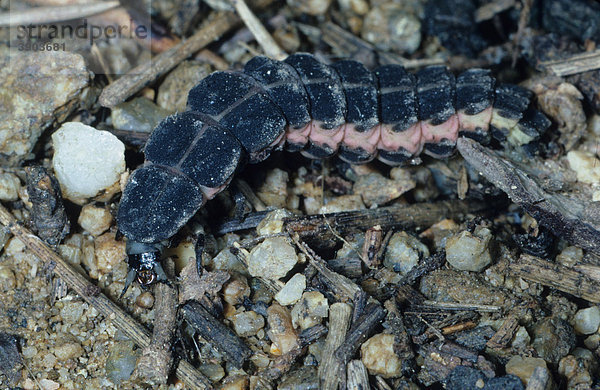 Großer Leuchtkäfer  Großes Glühwürmchen oder Großes Johannisglühwürmchen (Lampyris noctiluca)  Nahaufnahme am Boden